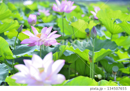 田園でみたハスの花 田園でみたハスの花 134507655