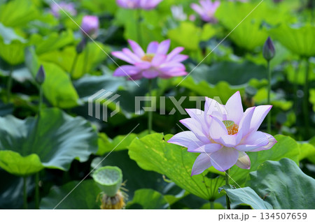 田園でみたハスの花 134507659