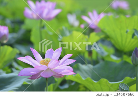 田園でみたハスの花 田園でみたハスの花 134507660