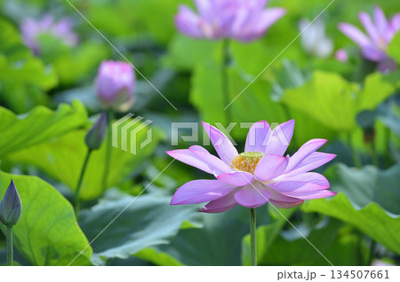 田園でみたハスの花 田園でみたハスの花 134507661