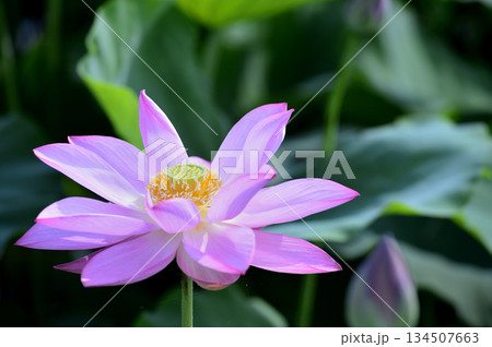田園でみたハスの花 田園でみたハスの花 134507663