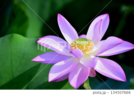 田園でみたハスの花 田園でみたハスの花 134507666