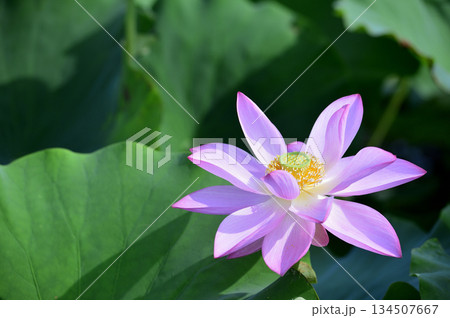 田園でみたハスの花 134507667