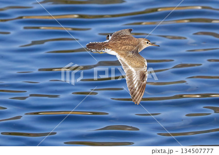 小川を飛ぶイソシギ 小川を飛ぶイソシギ 134507777