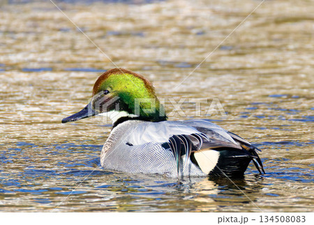 飾り羽が伸びてきたヨシガモの雄 134508083
