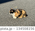 三毛猫の日向ぼっこ 134508156