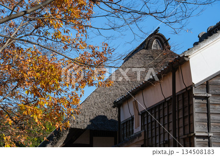 茅葺屋根と黄葉 134508183
