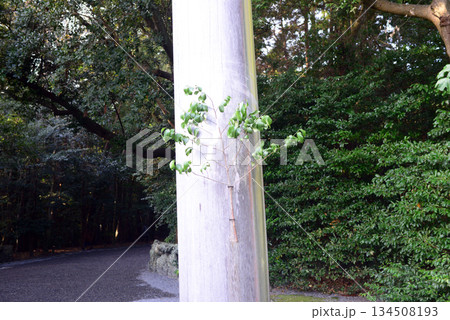 伊勢神宮外宮一の鳥居の榊 伊勢神宮外宮一の鳥居の榊 134508193