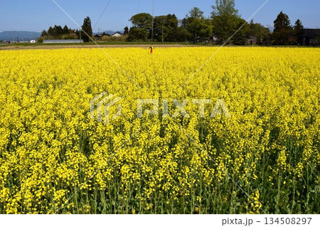 菜の花 春景色 134508297