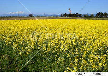 菜の花 春景色 菜の花 春景色 134508298