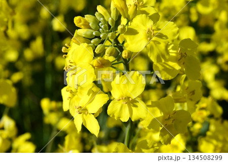 菜の花 春景色 菜の花 春景色 134508299