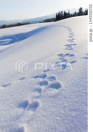 新潟県長岡市　雪原で交差したウサギとキツネの足跡 134508358