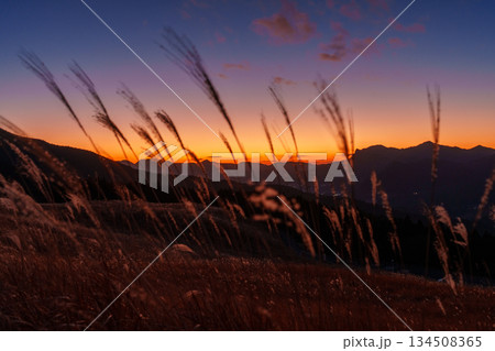 美しい夕焼け空と曽爾の山々を背景に風にそよぐすすきの穂　師走の曾爾高原にて⑦ 134508365