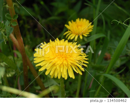 タンポポ  （ダンデライオン） 134508462
