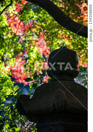 鎌倉251205 報国寺5 紅葉 鎌倉251205 報国寺5 紅葉 134508608