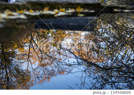 鎌倉251205 妙本寺6 紅葉 鎌倉251205 妙本寺6 紅葉 134508609
