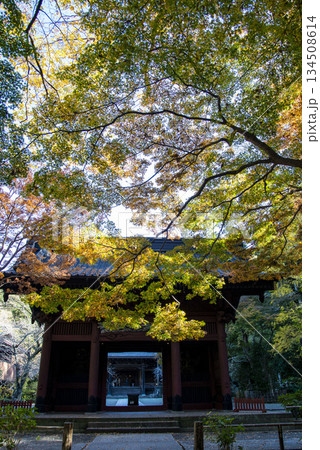 鎌倉251205 妙本寺4 紅葉 鎌倉251205 妙本寺4 紅葉 134508614