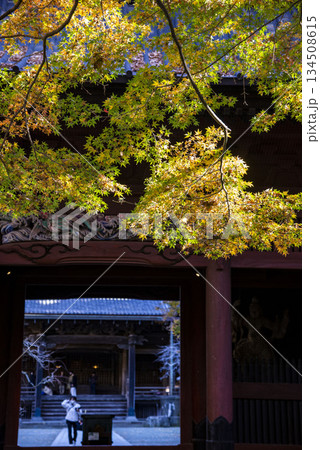 鎌倉251205 妙本寺3 紅葉 鎌倉251205 妙本寺3 紅葉 134508615