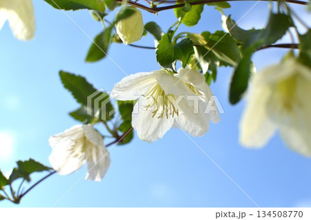 青空と白い冬咲きクレマチスの花　　　　　  134508770