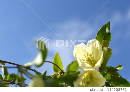 青空と白い冬咲きクレマチスの花　　　　　  134508771