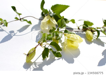 白い冬咲きクレマチスの花　　　　  134508775