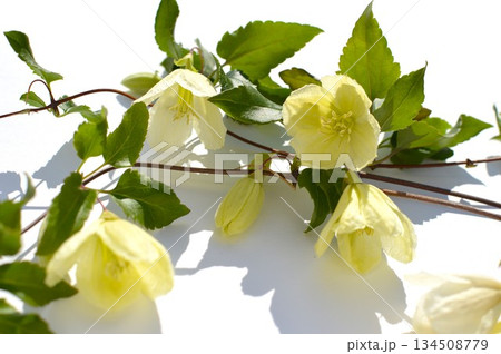 白い冬咲きクレマチスの花　　　　  134508779