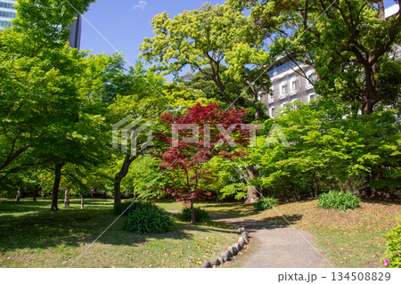 旧芝離宮恩賜庭園|新緑に包まれた園路と都会の中の静かな緑景 旧芝離宮恩賜庭園|新緑に包まれた園路と都会の中の静かな緑景 134508829