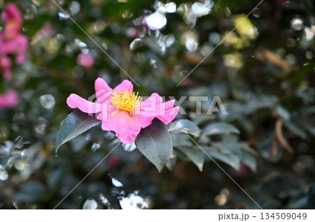 越谷散歩・越谷アリタキ植物園 サザンカ ツバキ科 越谷散歩・越谷アリタキ植物園 サザンカ ツバキ科 134509049