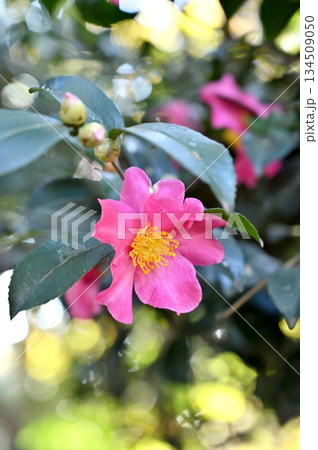 越谷散歩・越谷アリタキ植物園 サザンカ ツバキ科 越谷散歩・越谷アリタキ植物園 サザンカ ツバキ科 134509050