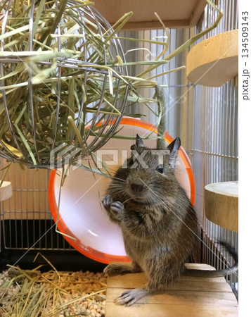 チモシーを食べるデグー 134509143