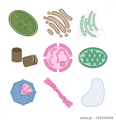 細胞小器官のイラスト 134509208