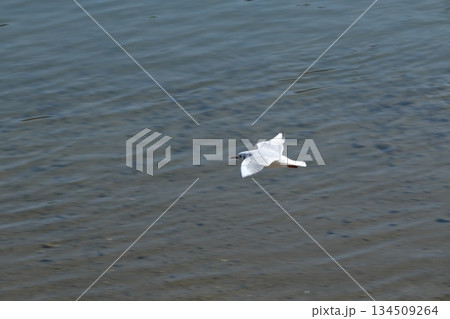 鴨川の正面橋付近に飛来したユリカモメ 134509264