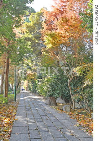 越谷散歩・久伊豆神社(越谷総鎮守) 越谷市越ヶ谷 越谷散歩・久伊豆神社(越谷総鎮守) 越谷市越ヶ谷 134509292