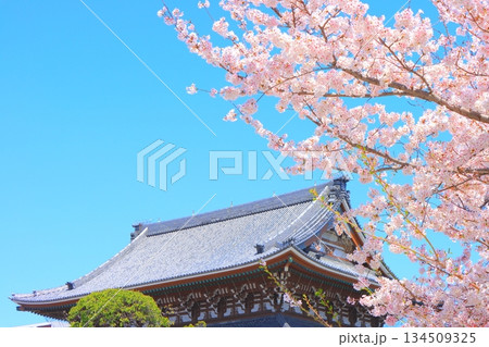愛知県名古屋市、東別院本堂と桜の風景 愛知県名古屋市、東別院本堂と桜の風景 134509325