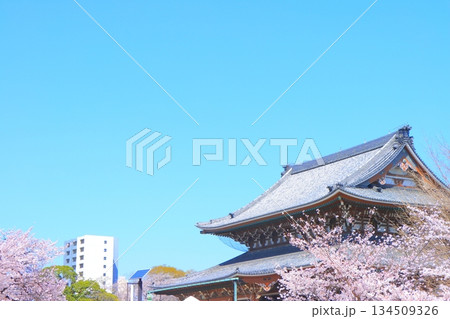 愛知県名古屋市、東別院本堂と桜の風景 134509326