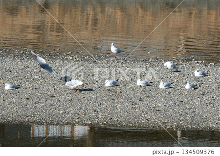 ゆりかもめがいる鴨川三条大橋付近の風景 134509376