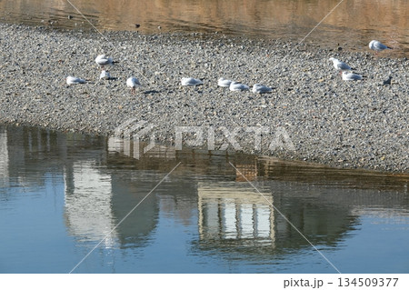 ゆりかもめがいる鴨川三条大橋付近の風景 ゆりかもめがいる鴨川三条大橋付近の風景 134509377