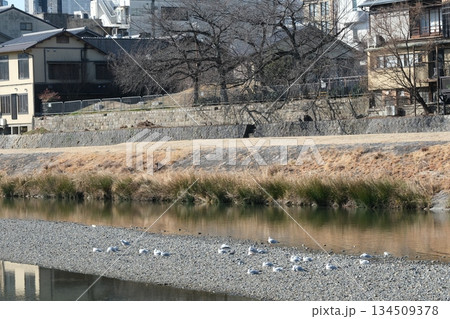ゆりかもめがいる鴨川三条大橋付近の風景 ゆりかもめがいる鴨川三条大橋付近の風景 134509378
