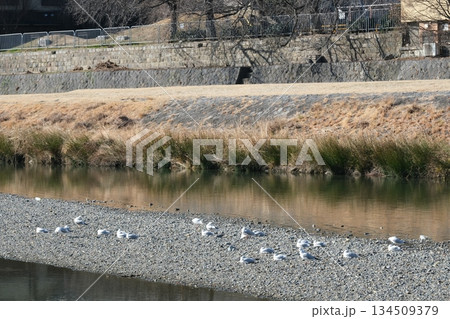 ゆりかもめがいる鴨川三条大橋付近の風景 ゆりかもめがいる鴨川三条大橋付近の風景 134509379