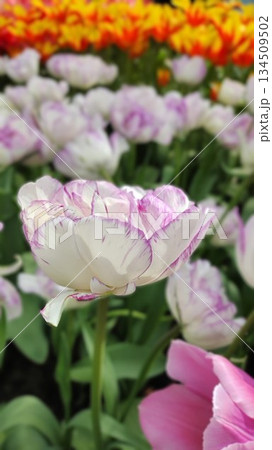 Lisse, Netherlands - April 8 2023: Beautiful Flowers at Keukenhof Gardens Lisse, Netherlands - April 8 2023: Beautiful Flowers at Keukenhof Gardens 134509502