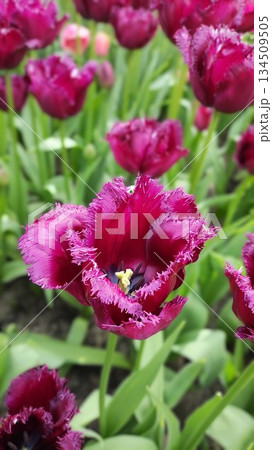 Lisse, Netherlands - April 8 2023: Beautiful Flowers at Keukenhof Gardens Lisse, Netherlands - April 8 2023: Beautiful Flowers at Keukenhof Gardens 134509505
