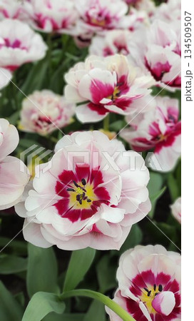 Lisse, Netherlands - April 8 2023: Beautiful Flowers at Keukenhof Gardens Lisse, Netherlands - April 8 2023: Beautiful Flowers at Keukenhof Gardens 134509507