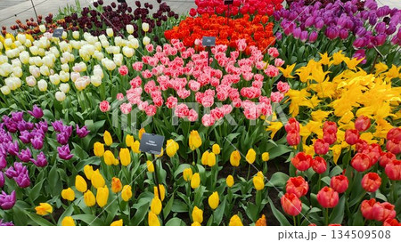 Lisse, Netherlands - April 8 2023: Beautiful Flowers at Keukenhof Gardens Lisse, Netherlands - April 8 2023: Beautiful Flowers at Keukenhof Gardens 134509508