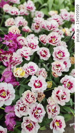 Lisse, Netherlands - April 8 2023: Beautiful Flowers at Keukenhof Gardens 134509509