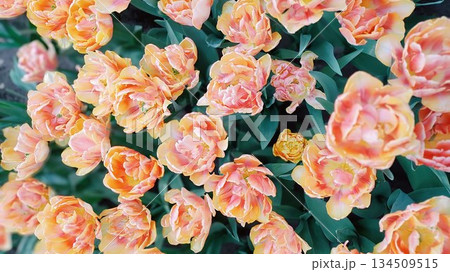 Lisse, Netherlands - April 8 2023: Beautiful Flowers at Keukenhof Gardens 134509515