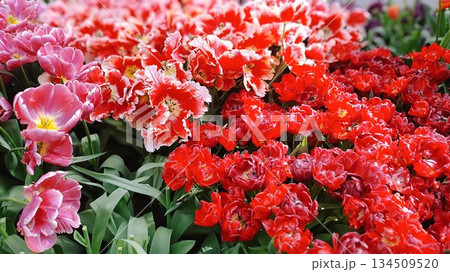 Lisse, Netherlands - April 8 2023: Beautiful Flowers at Keukenhof Gardens Lisse, Netherlands - April 8 2023: Beautiful Flowers at Keukenhof Gardens 134509520