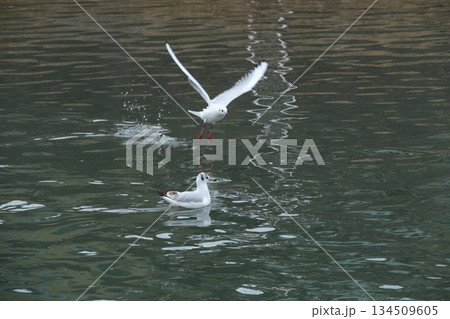 ユリカモメがいる鴨川の松原橋付近の風景 ユリカモメがいる鴨川の松原橋付近の風景 134509605