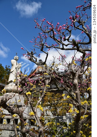 京都 大原野正法寺の梅 京都 大原野正法寺の梅 134509684