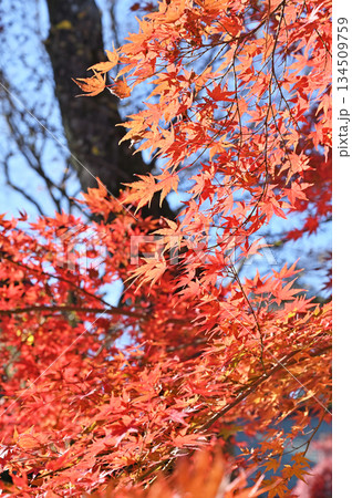 越谷散歩・久伊豆神社（越谷総鎮守）紅葉　越谷市越ヶ谷 134509759