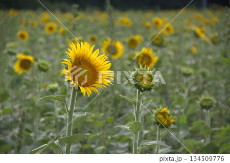 一面に広がるひまわり畑|Sunflower Field in Summer 一面に広がるひまわり畑|Sunflower Field in Summer 134509776